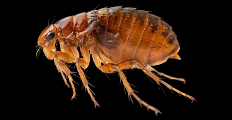 Evde Pire Varsa Nasıl Temizlenir