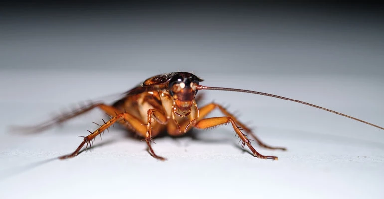 hamam böceğine kesin çözüm