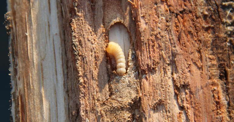 tahta kurdu nasıl yok edilir