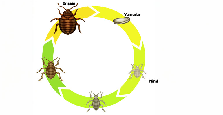 tahta kurusu yaşam döngüsü