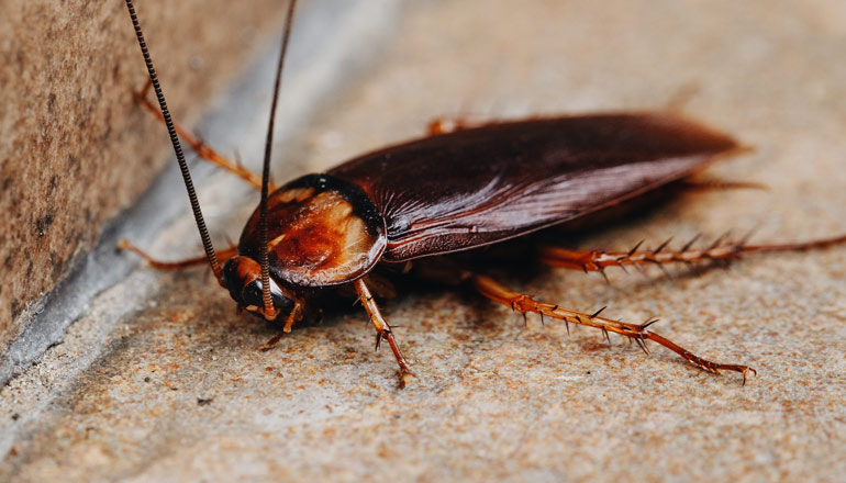 amerikan hamam böceği